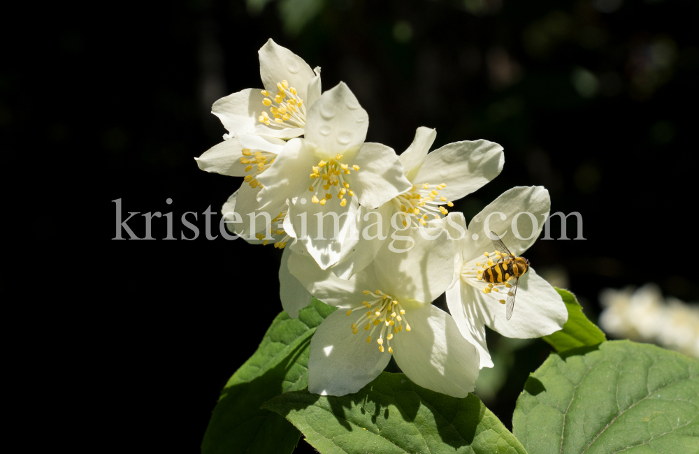 Echter Jasmin (Jasminum officinale), Schwebfliegen (Syrphidae) by kristen-images.com