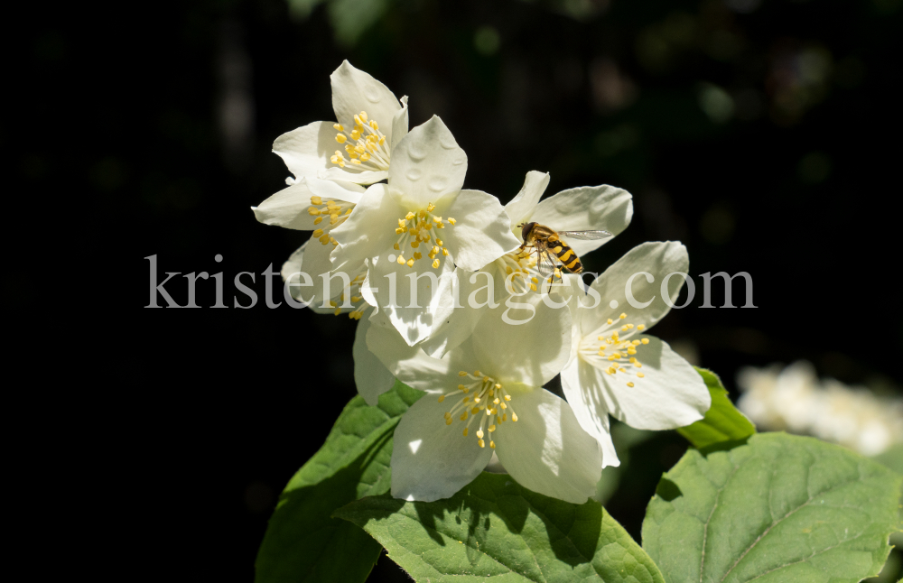 Echter Jasmin (Jasminum officinale), Schwebfliegen (Syrphidae) by kristen-images.com