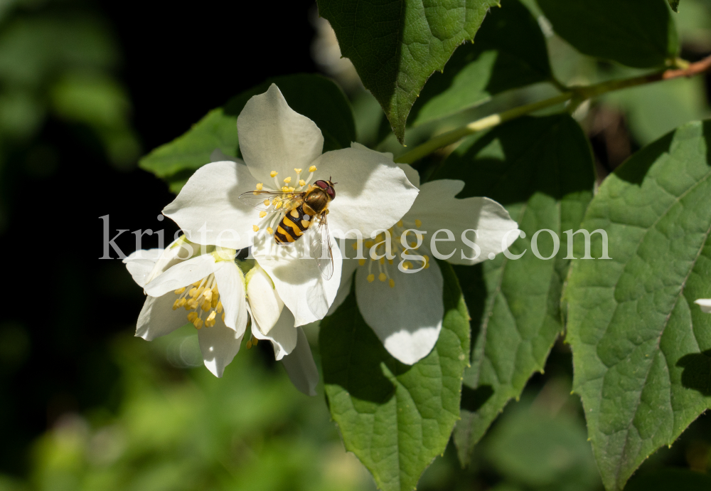 Echter Jasmin (Jasminum officinale), Schwebfliegen (Syrphidae) by kristen-images.com