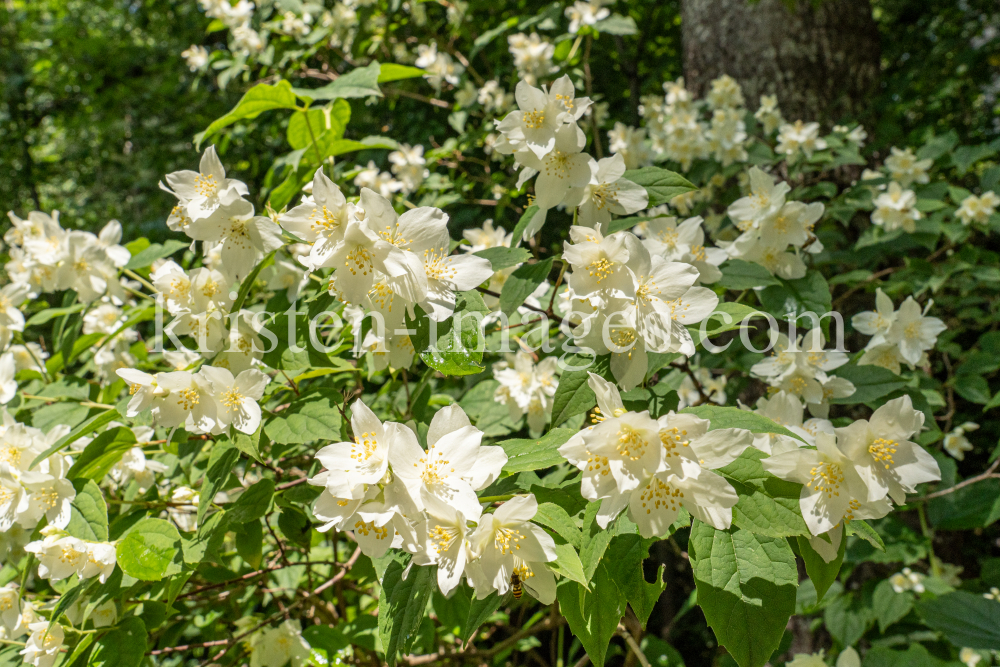 Echter Jasmin (Jasminum officinale) by kristen-images.com