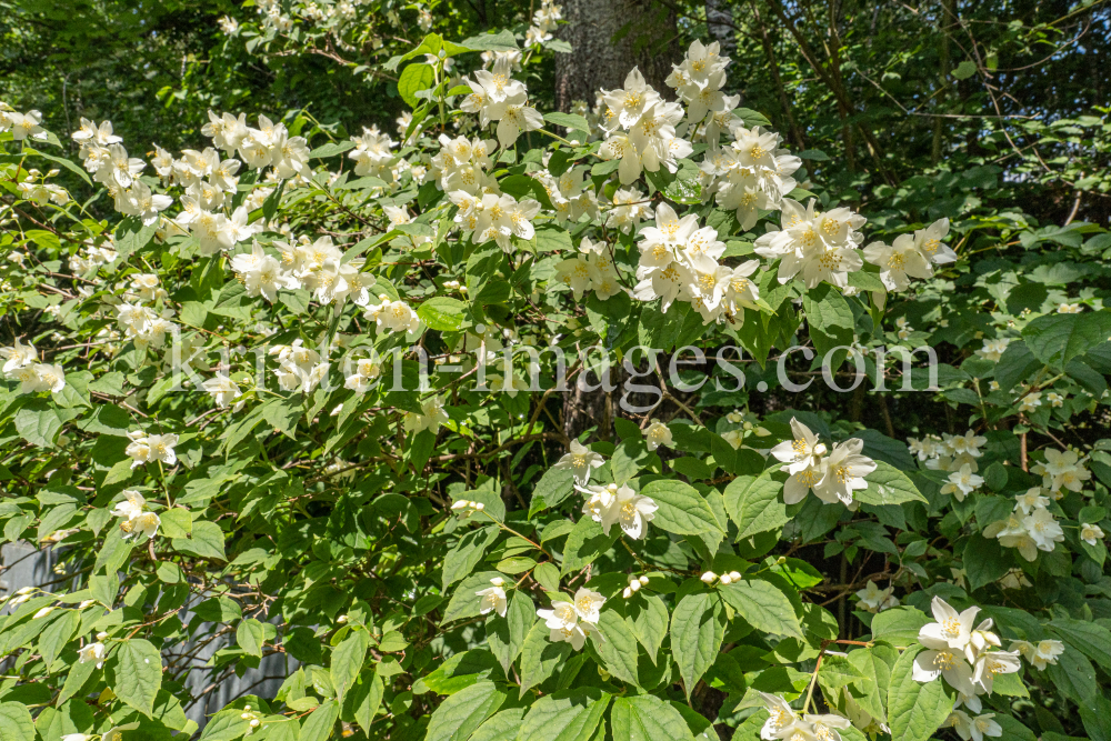 Echter Jasmin (Jasminum officinale) by kristen-images.com