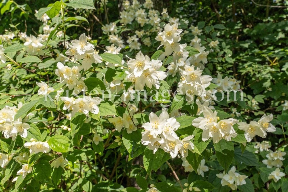 Echter Jasmin (Jasminum officinale) by kristen-images.com