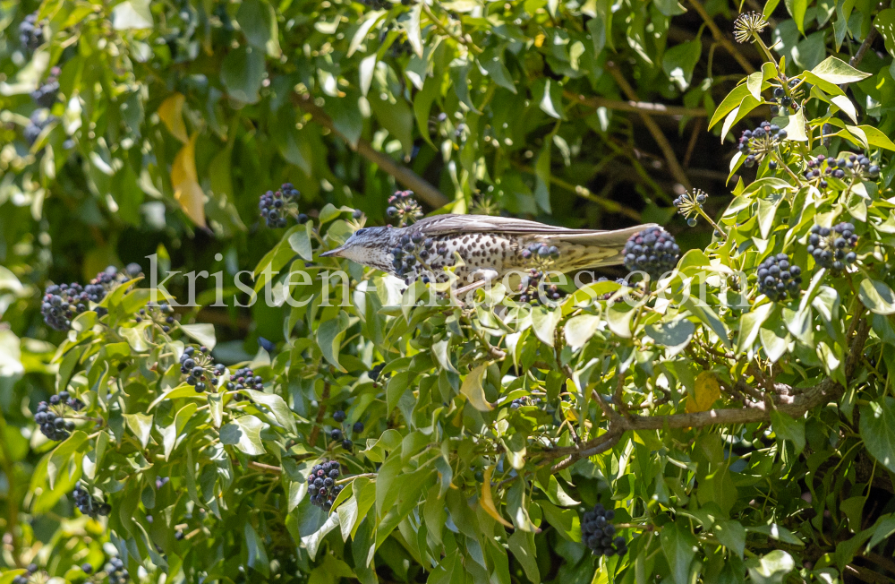 Singdrossel, Turdus philomelos by kristen-images.com