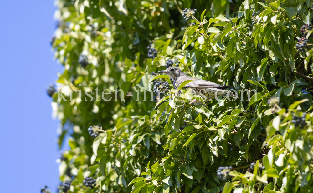Singdrossel, Turdus philomelos by kristen-images.com