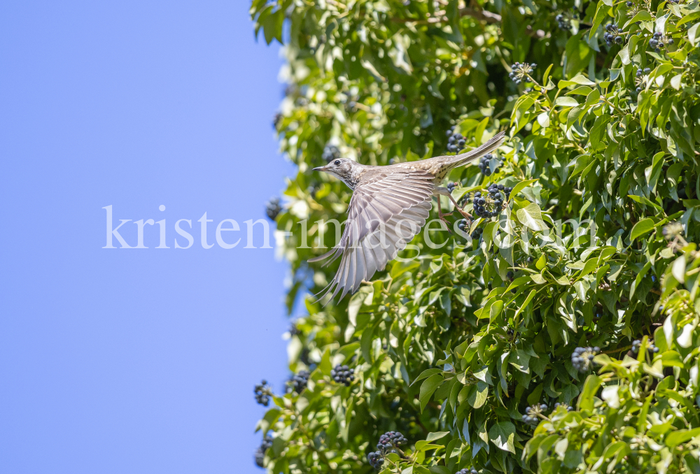Singdrossel, Turdus philomelos by kristen-images.com
