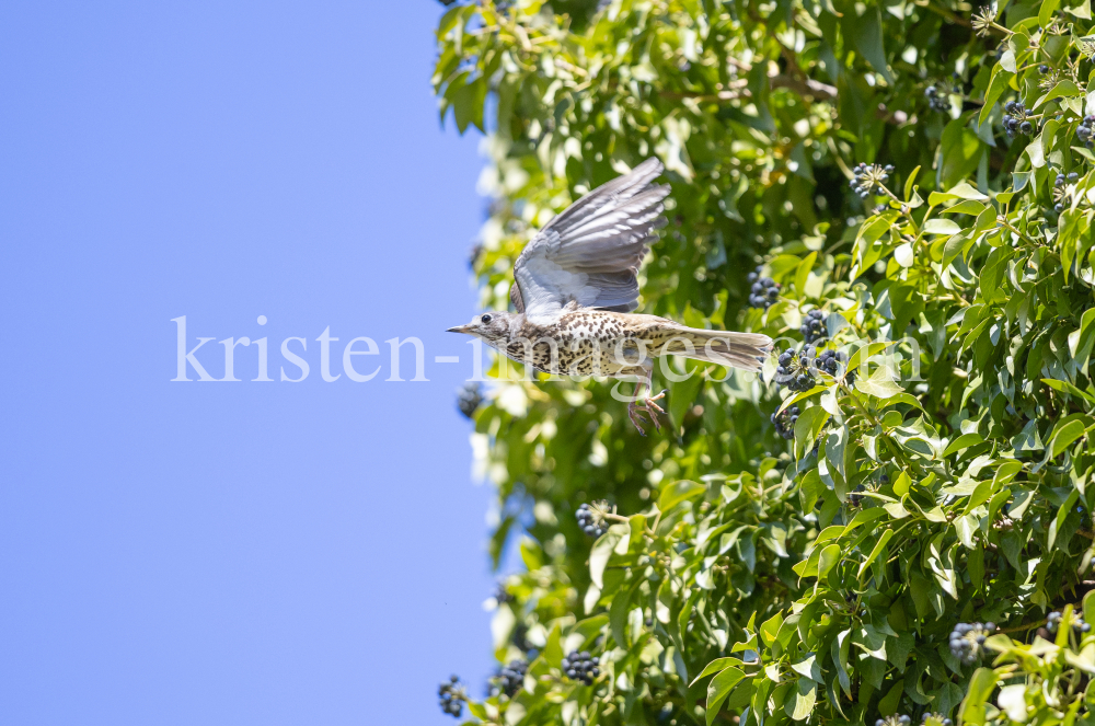 Singdrossel, Turdus philomelos by kristen-images.com