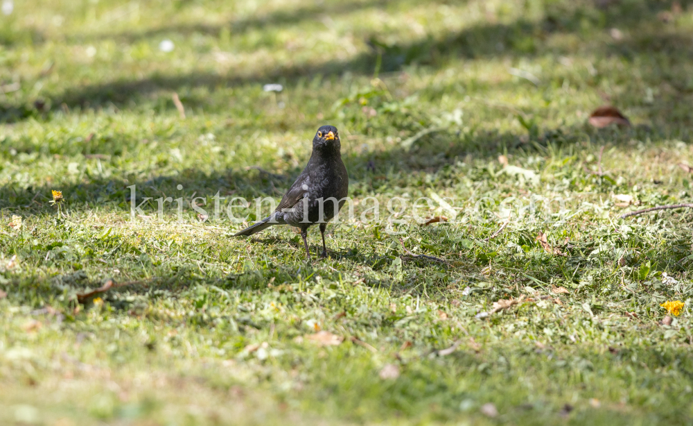 Amsel, Turdus merula, Schwarzdrossel by kristen-images.com