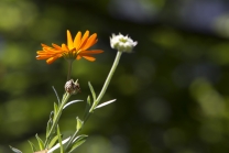 Calendula officinalis / Ringelblume 