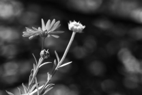 Calendula officinalis / Ringelblume 