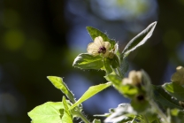 Hyoscyamus niger / Schwarzes Bilsenkraut