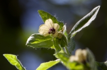 Hyoscyamus niger / Schwarzes Bilsenkraut