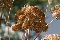 Angelica archangelica / Engelwurz / Angelikawurzel