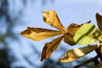 Aesculus hippocastabeum / Roßkastanie / Kastanienblatt