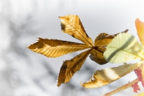 Aesculus hippocastabeum / Roßkastanie / Kastanienblatt