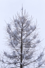 Verschneiter Baum in Igls