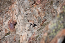 Zuckerhütl 3507m - Tirol / Steinbock