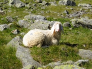 Tiroler Bergschaf 