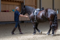 klassische Dressur / Aldrans, Tirol