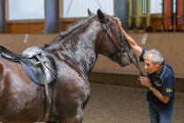 klassische Dressur / Aldrans, Tirol