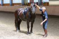 klassische Dressur / Aldrans, Tirol