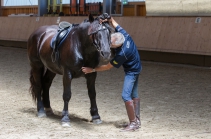 klassische Dressur / Aldrans, Tirol