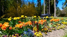 Tulpen / Kurpark Igls, Innsbruck, Tirol, Austria