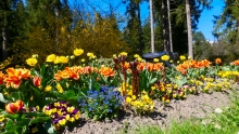 Tulpen / Kurpark Igls, Innsbruck, Tirol, Austria