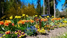 Tulpen / Kurpark Igls, Innsbruck, Tirol, Austria