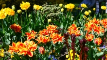 Tulpen / Kurpark Igls, Innsbruck, Tirol, Austria