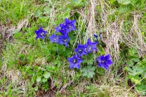 Enzian, Gentiana alpina / Zillertal, Zellberg, Tirol, Austria