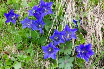 Enzian, Gentiana alpina / Zillertal, Zellberg, Tirol, Austria