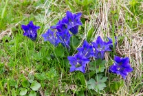 Enzian, Gentiana alpina / Zillertal, Zellberg, Tirol, Austria