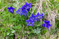 Enzian, Gentiana alpina / Zillertal, Zellberg, Tirol, Austria