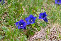 Enzian, Gentiana alpina / Zillertal, Zellberg, Tirol, Austria