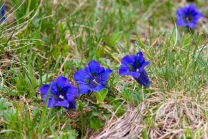 Enzian, Gentiana alpina / Zillertal, Zellberg, Tirol, Austria