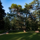 Kiefer, Föhre, Pinus / Kurpark Igls, Innsbruck, Tirol, Austria