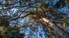 Kiefer, Föhre, Pinus / Kurpark Igls, Innsbruck, Tirol, Austria