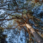 Kiefer, Föhre, Pinus / Kurpark Igls, Innsbruck, Tirol, Austria