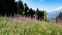 Almwiese, Gräser / Patscherkofel, Tirol, Austria