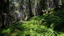 Farne, Bergwald / Patscherkofel, Tirol, Austria