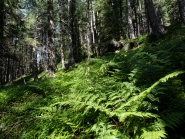 Farne, Bergwald / Patscherkofel, Tirol, Austria