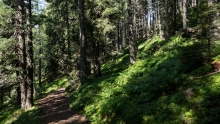 Bergwald / Patscherkofel, Tirol, Austria