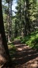 Bergwald / Patscherkofel, Tirol, Austria