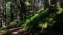 Bergwald / Patscherkofel, Tirol, Austria