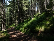 Bergwald / Patscherkofel, Tirol, Austria