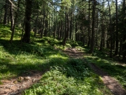 Bergwald / Patscherkofel, Tirol, Austria