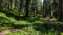 Bergwald / Patscherkofel, Tirol, Austria