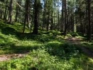 Bergwald / Patscherkofel, Tirol, Austria