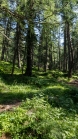 Bergwald / Patscherkofel, Tirol, Austria