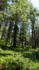 Bergwald / Patscherkofel, Tirol, Austria